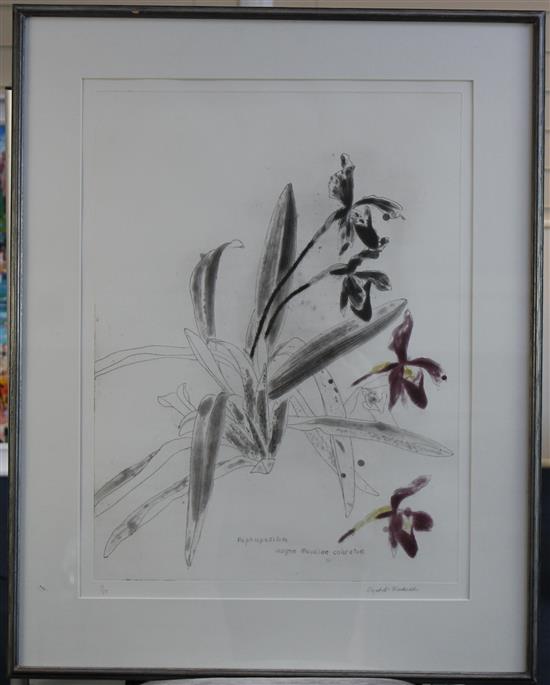 Elizabeth Blackadder (1931-) Orchidaceae Paphiopedilum Sanderianum, overall 25 x 20in.